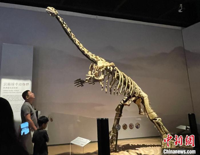 中国新闻网：缘起恐龙展，沪滇展开科普、文旅“双料合作”