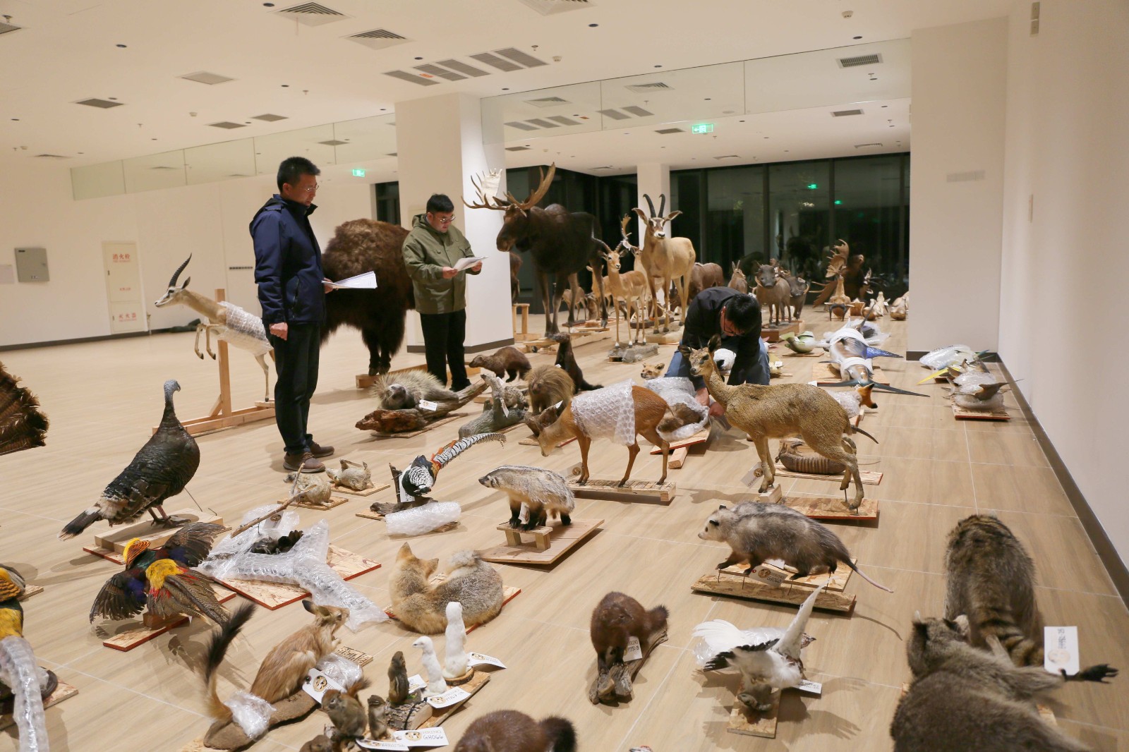 上海科技馆再获赠一批珍稀野生动物标本，规模创十年之最！