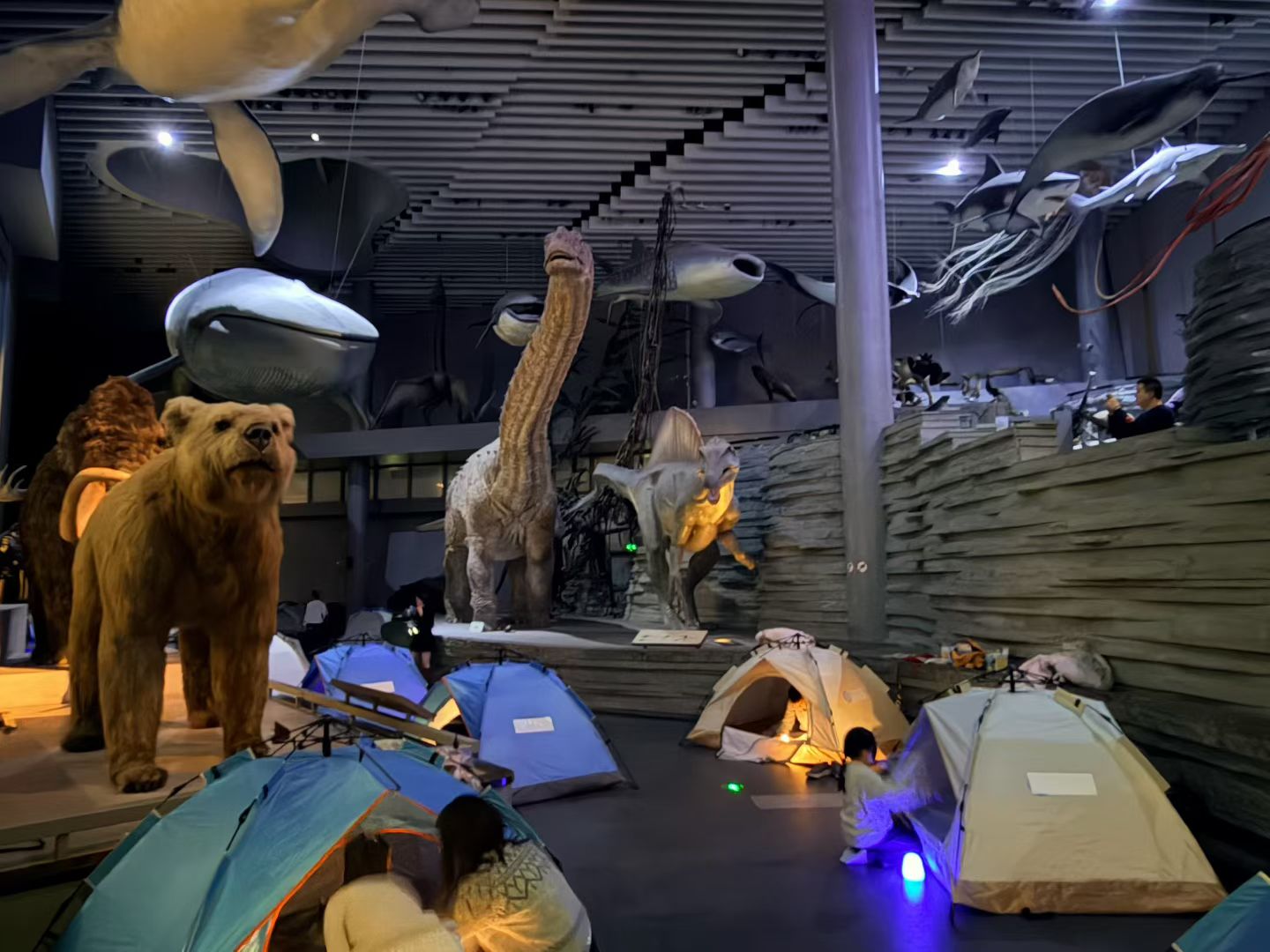 中国暴龙家族首聚上海自然博物馆，趣玩博物馆奇妙夜开启首秀